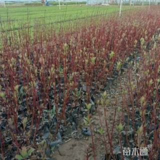 高度50厘米红瑞木