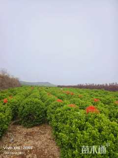 冠幅180厘米大叶黄杨球