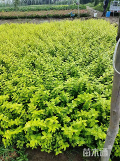 高度40厘米金叶女贞