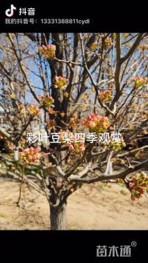 10公分彩叶豆梨