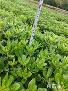 高度50厘米海桐