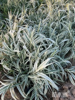 高度50厘米花叶芦竹