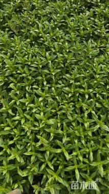 高度20厘米香彩雀