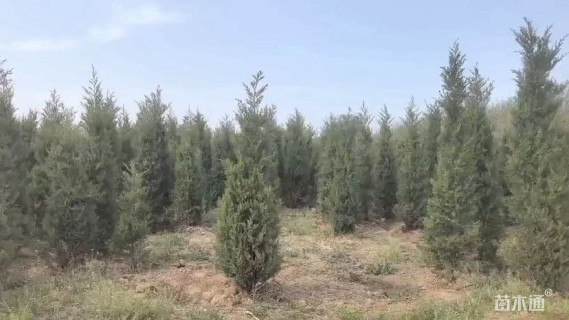 高度300厘米塔柏