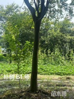 27公分朴树