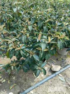 高度100厘米中华木绣球