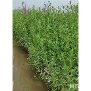 高度20厘米千屈菜