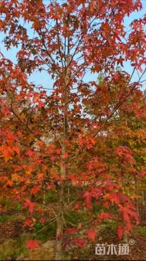 10公分北美枫香