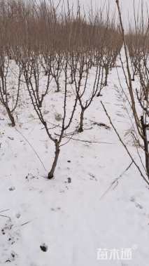 高度1500厘米李子树