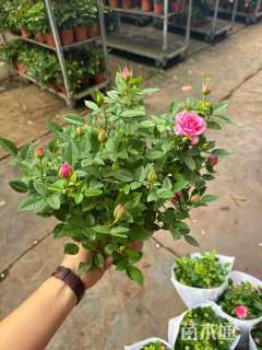 高度25厘米欧洲月季