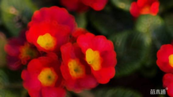 高度15厘米报春花