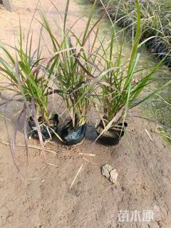 高度35厘米紫叶狼尾草