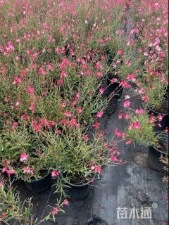 高度25厘米千鸟花