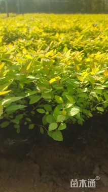 高度15厘米金山绣线菊