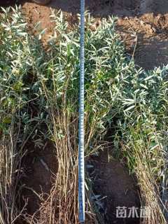 高度80.厘米沙棘