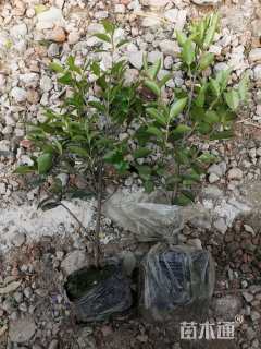 高度30厘米茶梅小苗