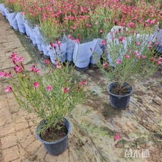 高度50厘米红花山桃草