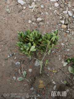 高度30厘米紫鹃