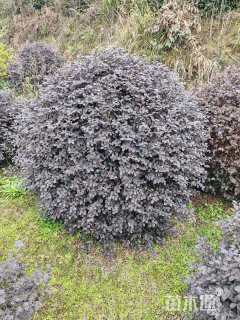 冠幅12厘米红花继木球