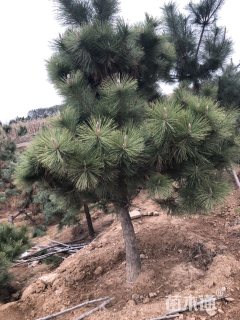 黑松
