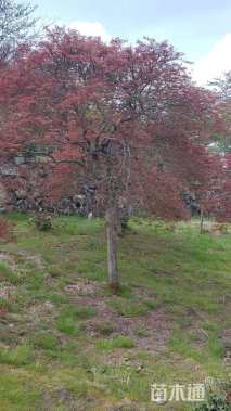 高度200厘米羽毛枫