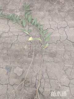 高度50厘米连翘