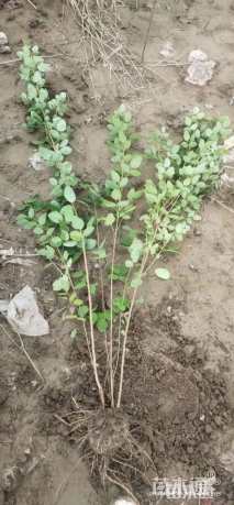 高度80厘米胡枝子