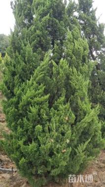 高度400厘米龙柏