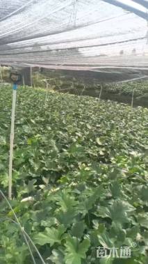 高度20厘米春羽