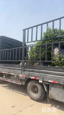 冠幅200厘米小叶女贞球