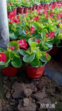 高度15厘米四季海棠