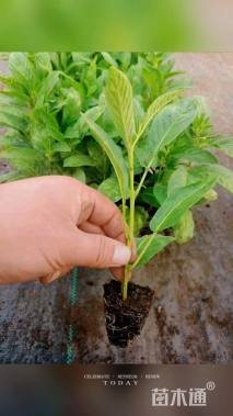 高度20厘米人参果