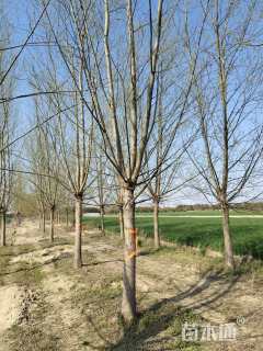 16公分柳树
