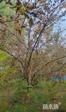 高度300厘米山茱萸