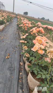 高度400厘米月季