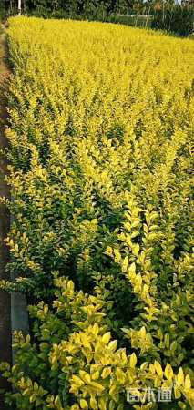 地栽苗金叶女贞小苗