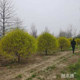 移栽苗火焰卫矛球