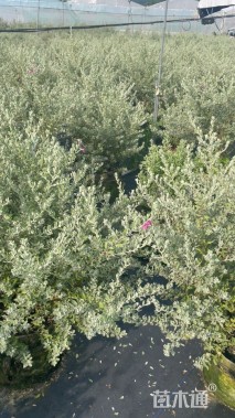 高度100厘米红花玉芙蓉