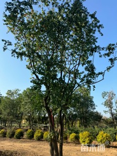 10公分(4杆)丛生乌桕