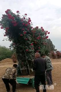 高度300厘米月季