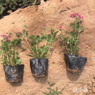 高度20厘米美女樱