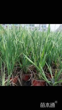 高度20厘米马莲