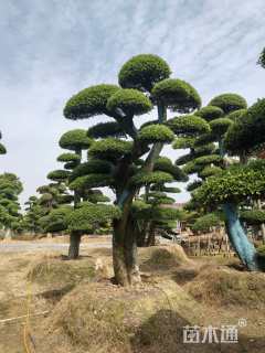 20公分造型榔榆