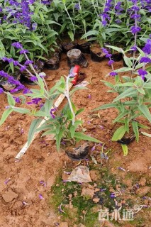 高度25厘米墨西哥鼠尾草