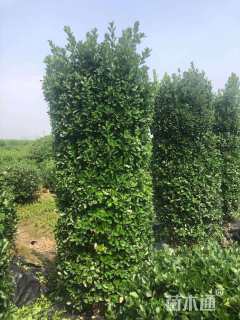 高度250厘米大叶黄杨柱