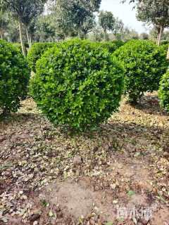 冠幅160厘米大叶冬青球