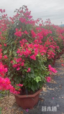 高度150厘米三角梅