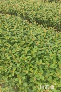 高度30厘米金丝桃