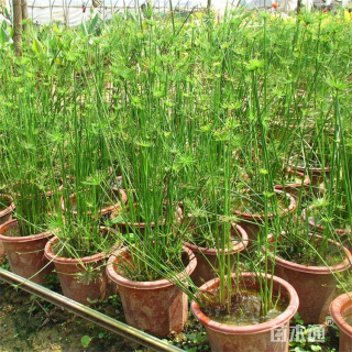 高度20厘米纸莎草