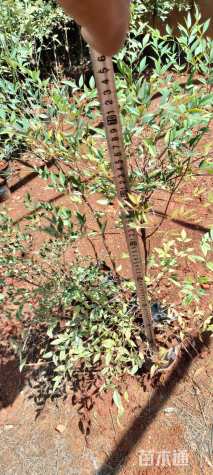 高度20厘米南天竹